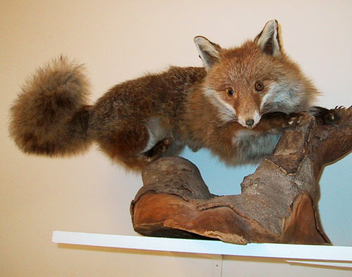 [Image: taxidermie1.jpg]